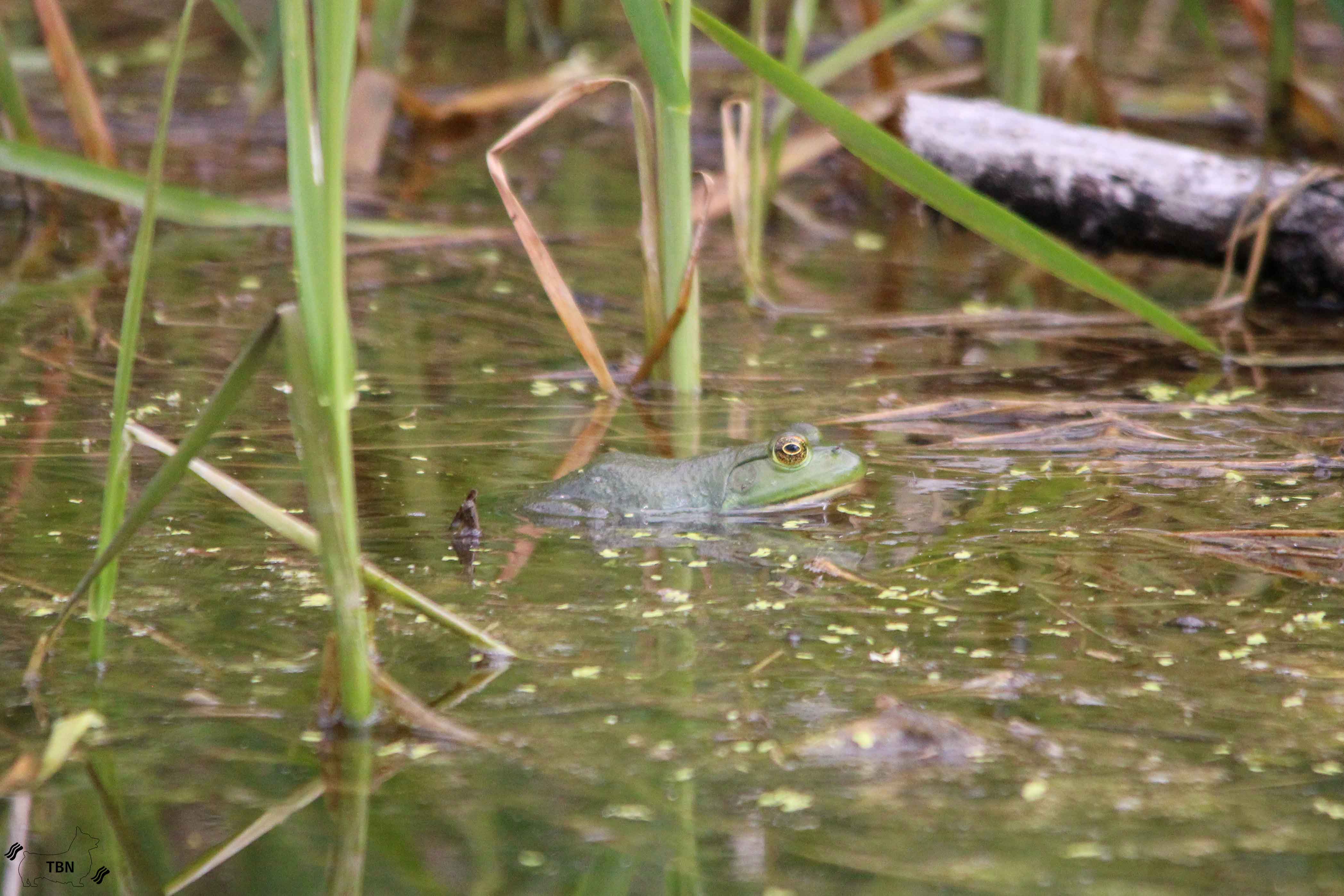 Green Frog